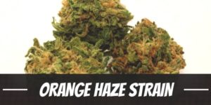 Orange Haze Strain