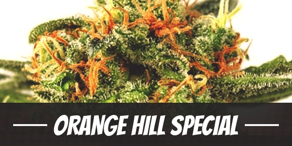 Orange Hill Special