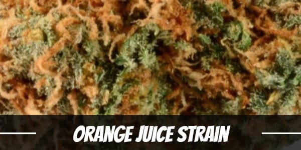 Orange Juice Strain