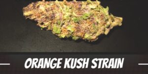 Orange Kush Strain