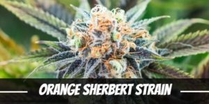 Orange Sherbert Strain