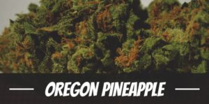 Oregon Pineapple
