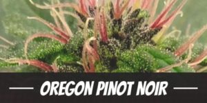 Oregon Pinot Noir