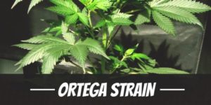 Ortega Strain