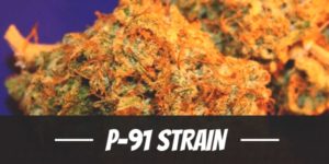 P-91 Strain