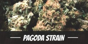 Pagoda Strain