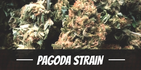 Pagoda Strain