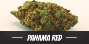 Panama Red