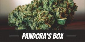 Pandora’s Box