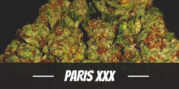 Paris XXX