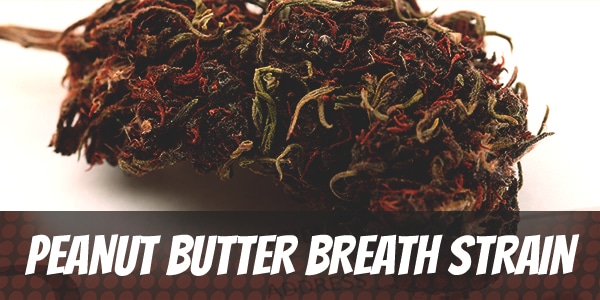 Peanut Butter Breath Strain