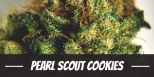 Pearl Scout Cookies