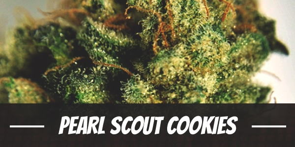 Pearl Scout Cookies