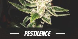 Pestilence