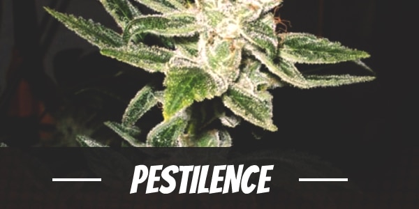 Pestilence