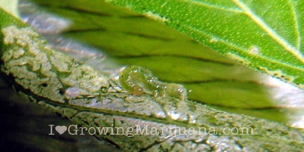 Pests on marijuana leaves