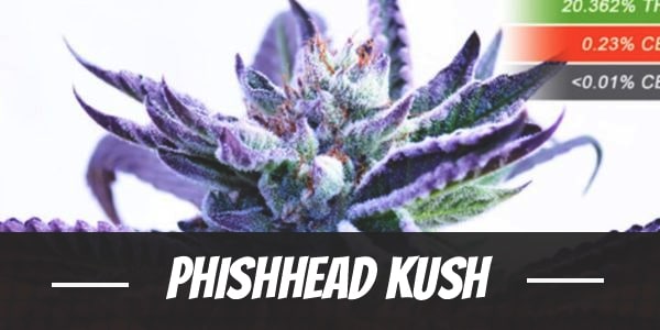 Phishhead Kush