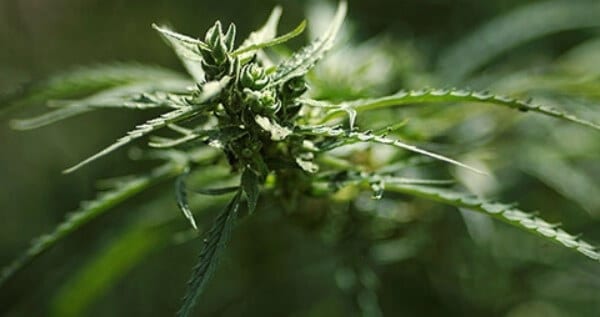 Phototropism on your plant is unhealthy
