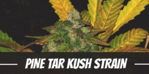 Pine Tar Kush Strain