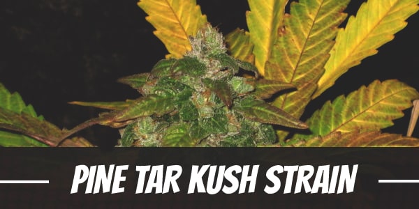 Pine Tar Kush Strain