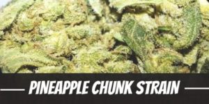 Pineapple Chunk Strain