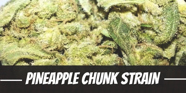 Pineapple Chunk Strain