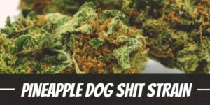 Pineapple Dog Shit Strain