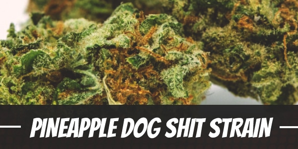 Pineapple Dog Shit Strain