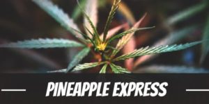 Pineapple Express