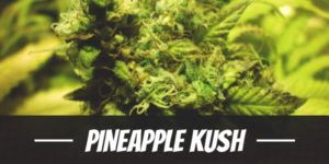 Pineapple Kush