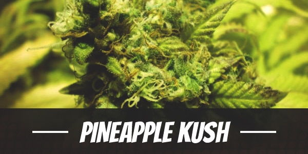 Pineapple Kush