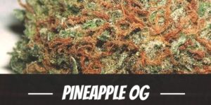Pineapple OG