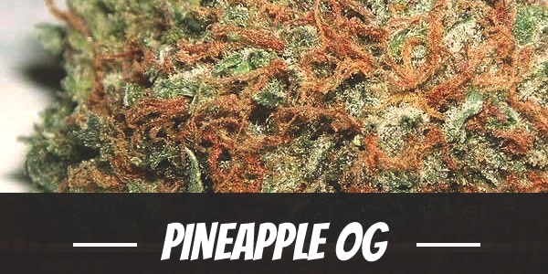Pineapple OG