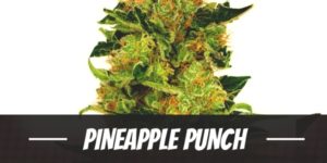 Pineapple Punch
