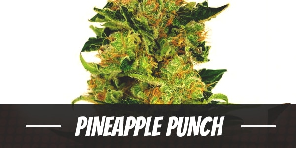 Pineapple Punch