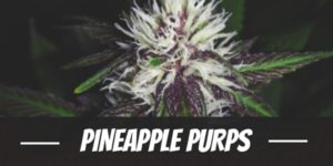 Pineapple Purps