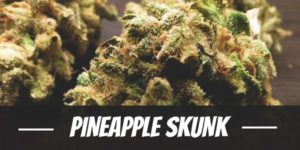 Pineapple Skunk