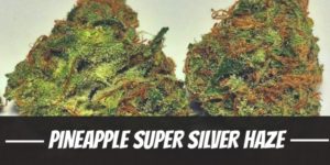 Pineapple Super Silver Haze