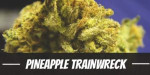 Pineapple Trainwreck