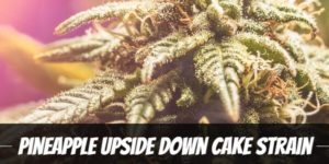 Pineapple Upside Down Cake Strain