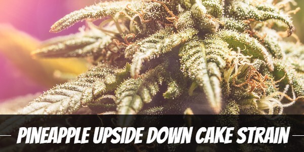 Pineapple Upside Down Cake Strain