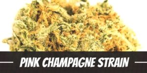 Pink Champagne Strain