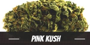 Pink Kush