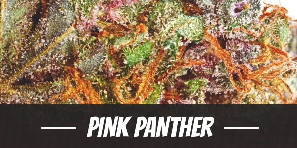 Pink Panther