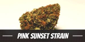 Pink Sunset Strain