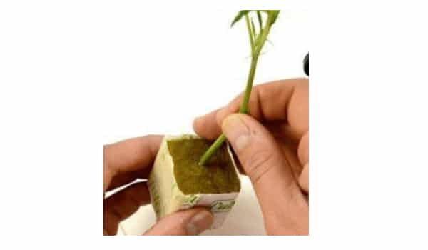 Place it in a Rockwool cube