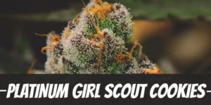 Platinum Girl Scout Cookies