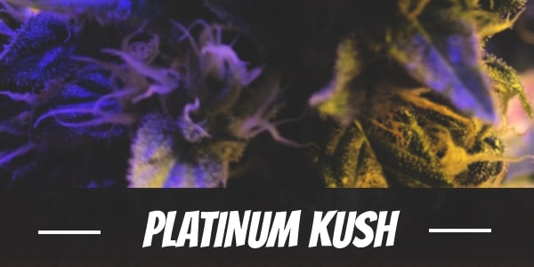 Platinum Kush