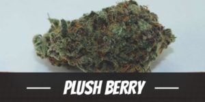 Plush Berry