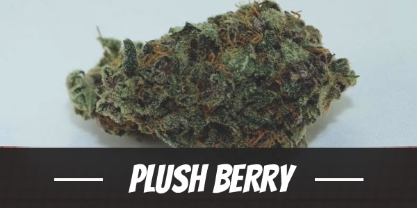 Plush Berry